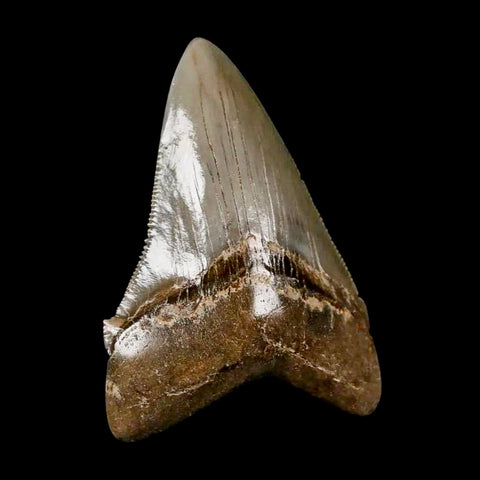 2.6" Quality Otodus Chubutensis Tooth Serrated Fossil Natural Miocene Age - Fossil Age Minerals