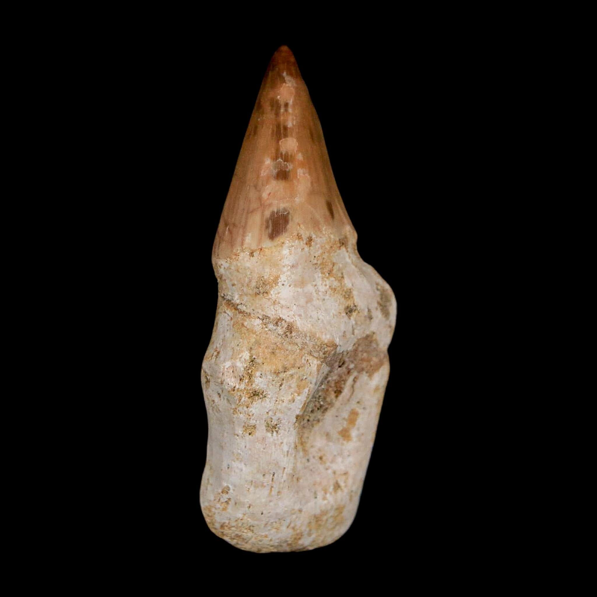 1.9" Halisaurus Walkeri Mosasaur Fossil Tooth Rooted Cretaceous Dinosaur Era COA - Fossil Age Minerals