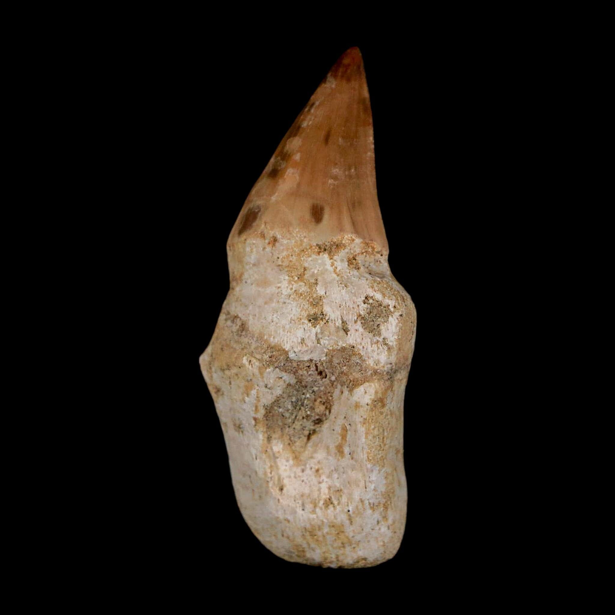 1.9" Halisaurus Walkeri Mosasaur Fossil Tooth Rooted Cretaceous Dinosaur Era COA - Fossil Age Minerals