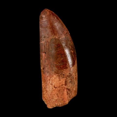 XL 3.4" Carcharodontosaurus Serrated Fossil Tooth Cretaceous Theropod Dinosaur COA - Fossil Age Minerals