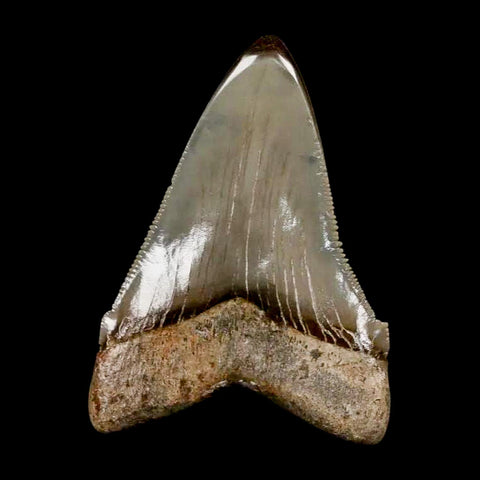 2.6" Quality Otodus Chubutensis Tooth Serrated Fossil Natural Miocene Age - Fossil Age Minerals