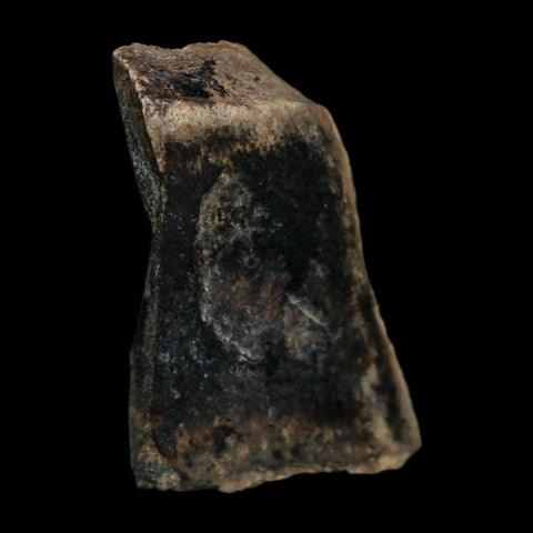1.1" Tyrannosaurus Rex Fossil Bone Dinosaur Lance Creek Formation Wyoming COA - Fossil Age Minerals