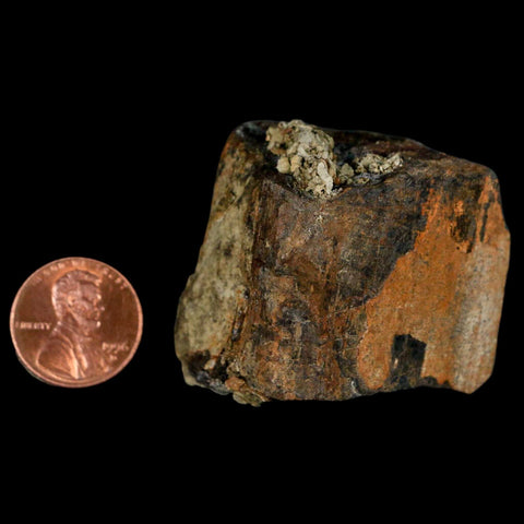 1.8" Stegosaurus Fossil Limb Bone Morrison FM Wyoming Jurassic Age Dinosaur COA - Fossil Age Minerals