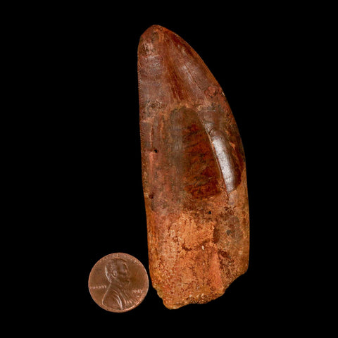 XL 3.4" Carcharodontosaurus Serrated Fossil Tooth Cretaceous Theropod Dinosaur COA - Fossil Age Minerals