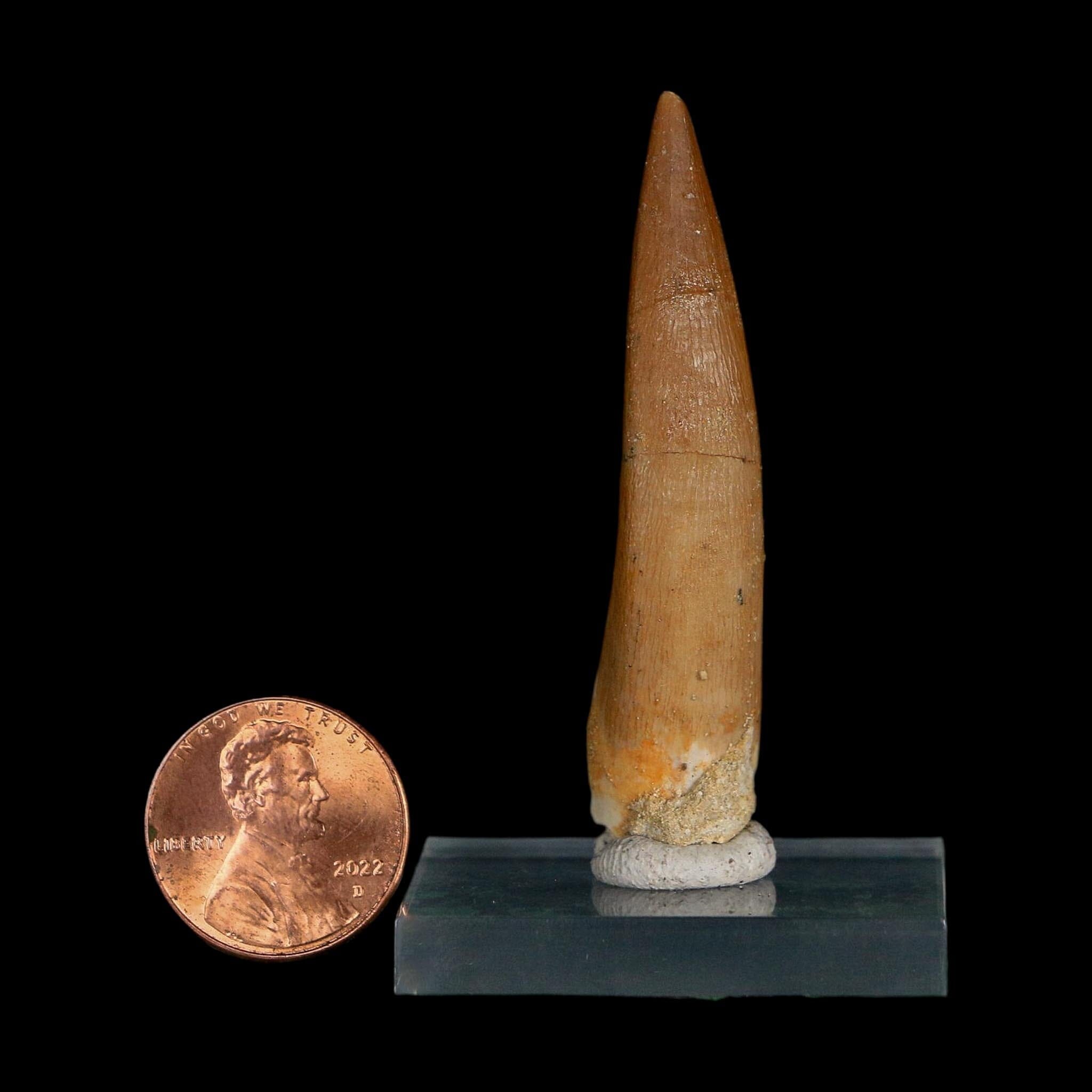 XL 2.2" Plesiosaur Zarafasaura Tooth Fossil Cretaceous Dinosaur Era COA, Stand