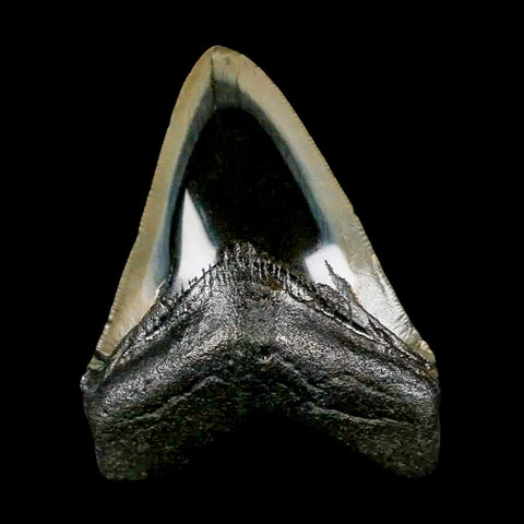 3.4" Quality Megalodon Shark Tooth Serrated Fossil Natural Miocene Age COA - Fossil Age Minerals