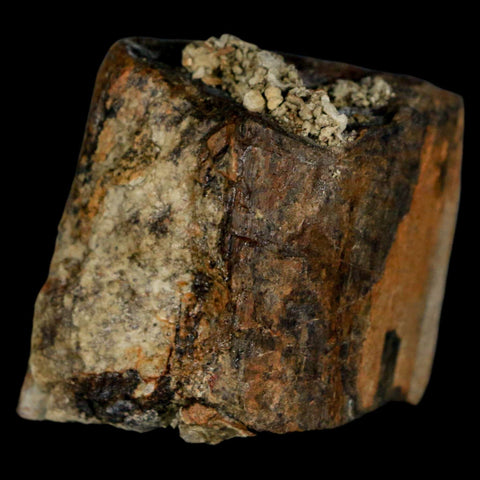 1.8" Stegosaurus Fossil Limb Bone Morrison FM Wyoming Jurassic Age Dinosaur COA - Fossil Age Minerals
