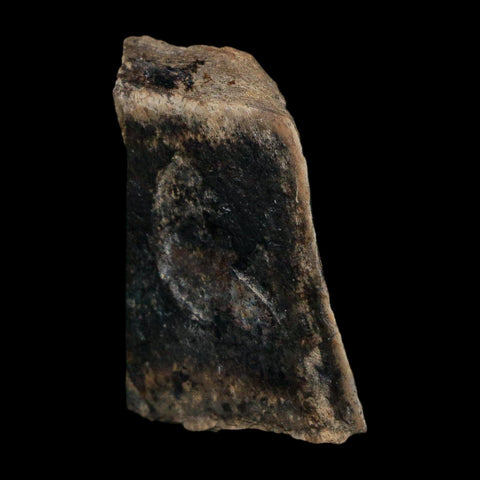 1.1" Tyrannosaurus Rex Fossil Bone Dinosaur Lance Creek Formation Wyoming COA - Fossil Age Minerals