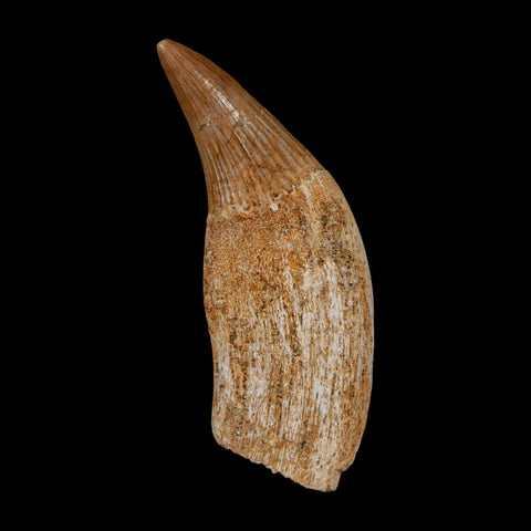 1.8" Mosasaur Platecarpus Fossil Tooth Rooted Cretaceous Dinosaur Era COA