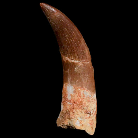 XL 2.3" Plesiosaur Zarafasaura Tooth Fossil Cretaceous Dinosaur Era COA, Stand - Fossil Age Minerals