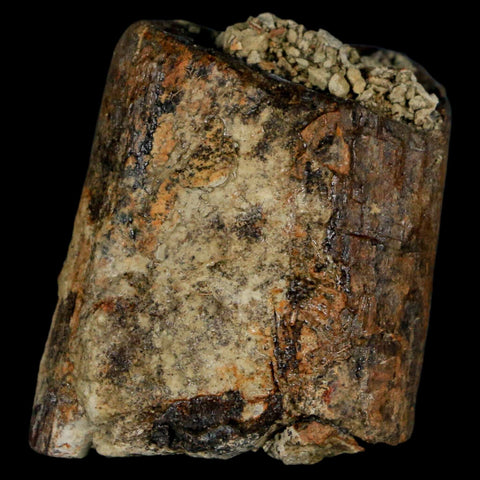 1.8" Stegosaurus Fossil Limb Bone Morrison FM Wyoming Jurassic Age Dinosaur COA - Fossil Age Minerals