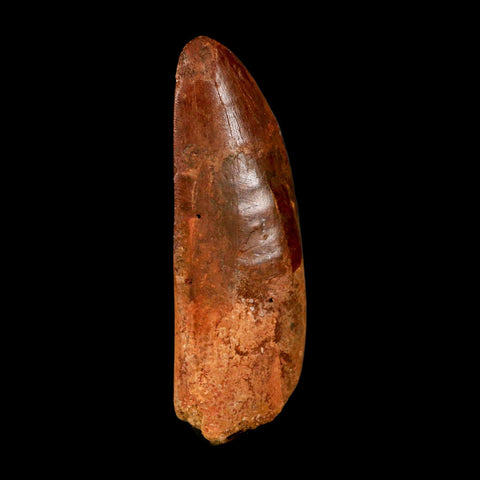 XL 3.4" Carcharodontosaurus Serrated Fossil Tooth Cretaceous Theropod Dinosaur COA - Fossil Age Minerals