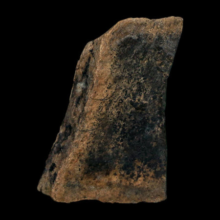 1.1" Tyrannosaurus Rex Fossil Bone Dinosaur Lance Creek Formation Wyoming COA