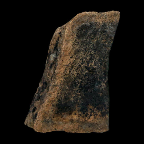 1.1" Tyrannosaurus Rex Fossil Bone Dinosaur Lance Creek Formation Wyoming COA - Fossil Age Minerals