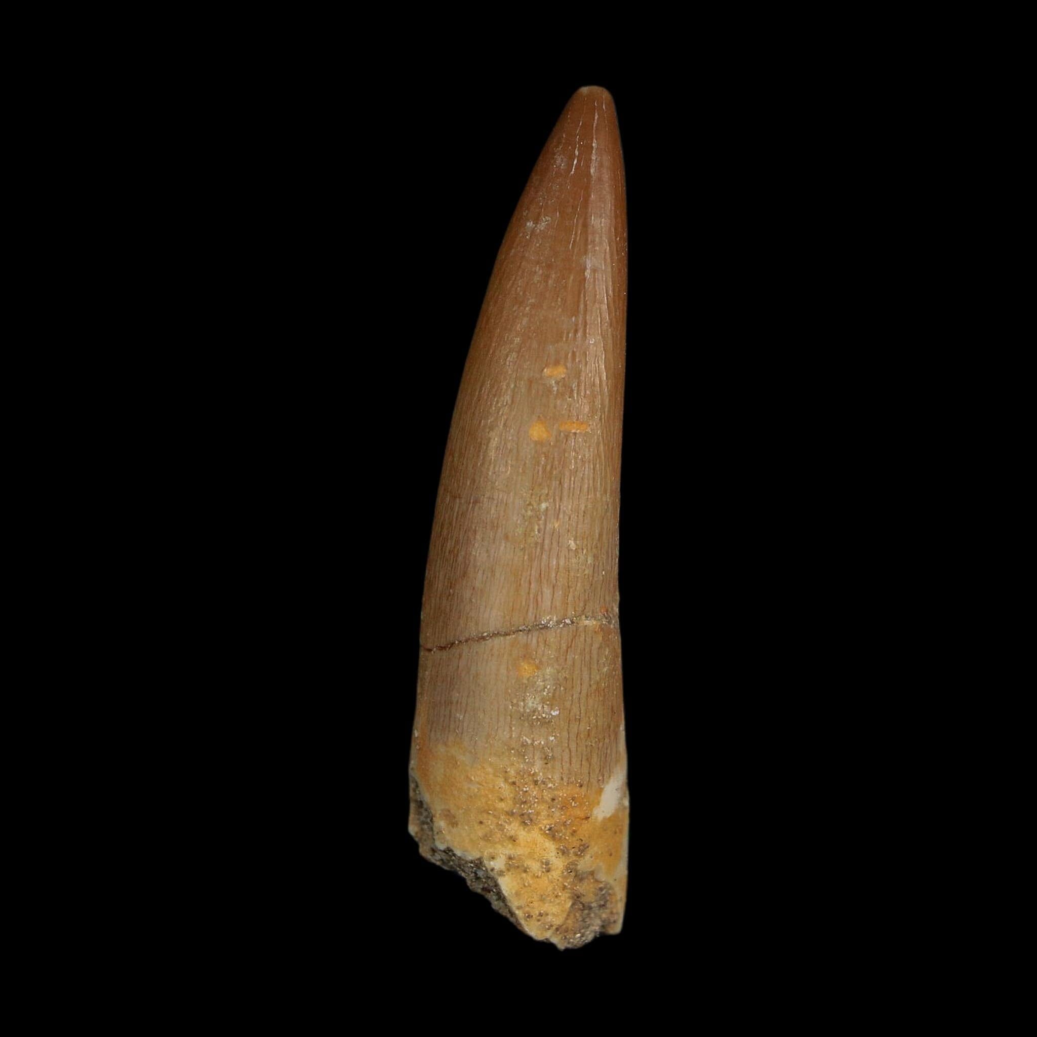 1.9" Plesiosaur Zarafasaura Tooth Fossil Cretaceous Dinosaur Era COA, Stand