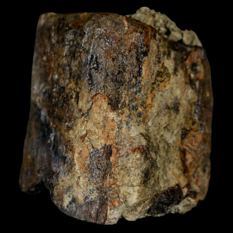 1.8" Stegosaurus Fossil Limb Bone Morrison FM Wyoming Jurassic Age Dinosaur COA - Fossil Age Minerals