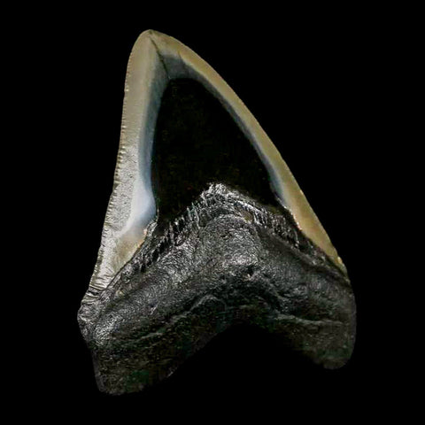 3.4" Quality Megalodon Shark Tooth Serrated Fossil Natural Miocene Age COA - Fossil Age Minerals