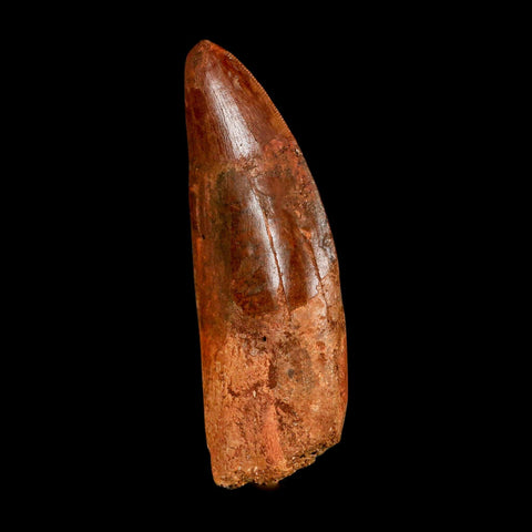XL 3.4" Carcharodontosaurus Serrated Fossil Tooth Cretaceous Theropod Dinosaur COA - Fossil Age Minerals