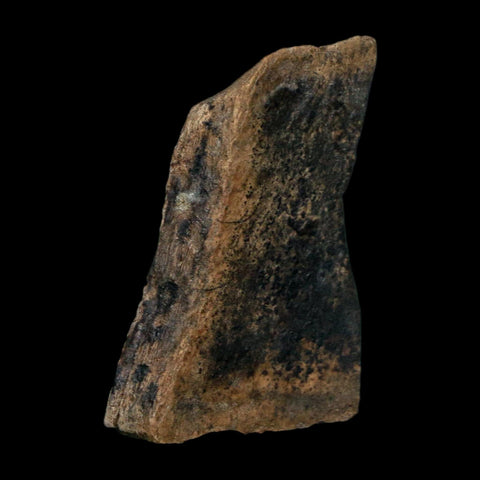 1.1" Tyrannosaurus Rex Fossil Bone Dinosaur Lance Creek Formation Wyoming COA - Fossil Age Minerals