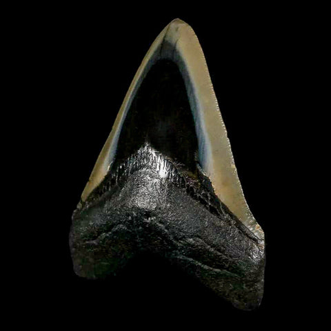 3.4" Quality Megalodon Shark Tooth Serrated Fossil Natural Miocene Age COA - Fossil Age Minerals
