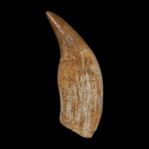 1.8" Mosasaur Platecarpus Fossil Tooth Rooted Cretaceous Dinosaur Era COA