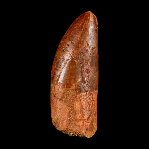 XL 3.4" Carcharodontosaurus Serrated Fossil Tooth Cretaceous Theropod Dinosaur COA - Fossil Age Minerals