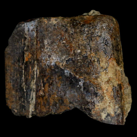 1.8" Stegosaurus Fossil Limb Bone Morrison FM Wyoming Jurassic Age Dinosaur COA - Fossil Age Minerals