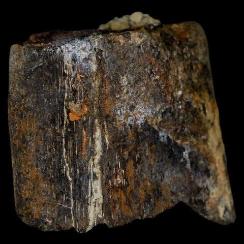1.8" Stegosaurus Fossil Limb Bone Morrison FM Wyoming Jurassic Age Dinosaur COA - Fossil Age Minerals