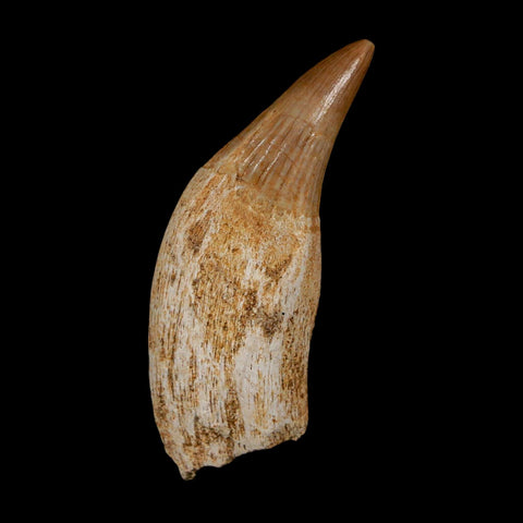 1.8" Mosasaur Platecarpus Fossil Tooth Rooted Cretaceous Dinosaur Era COA