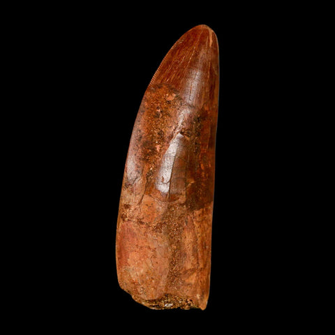 XL 3.4" Carcharodontosaurus Serrated Fossil Tooth Cretaceous Theropod Dinosaur COA - Fossil Age Minerals