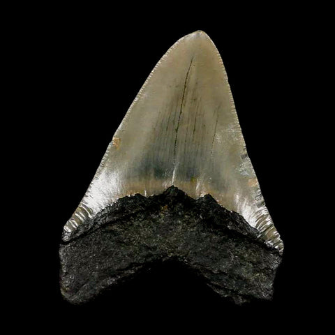 3.4" Quality Megalodon Shark Tooth Serrated Fossil Natural Miocene Age COA - Fossil Age Minerals