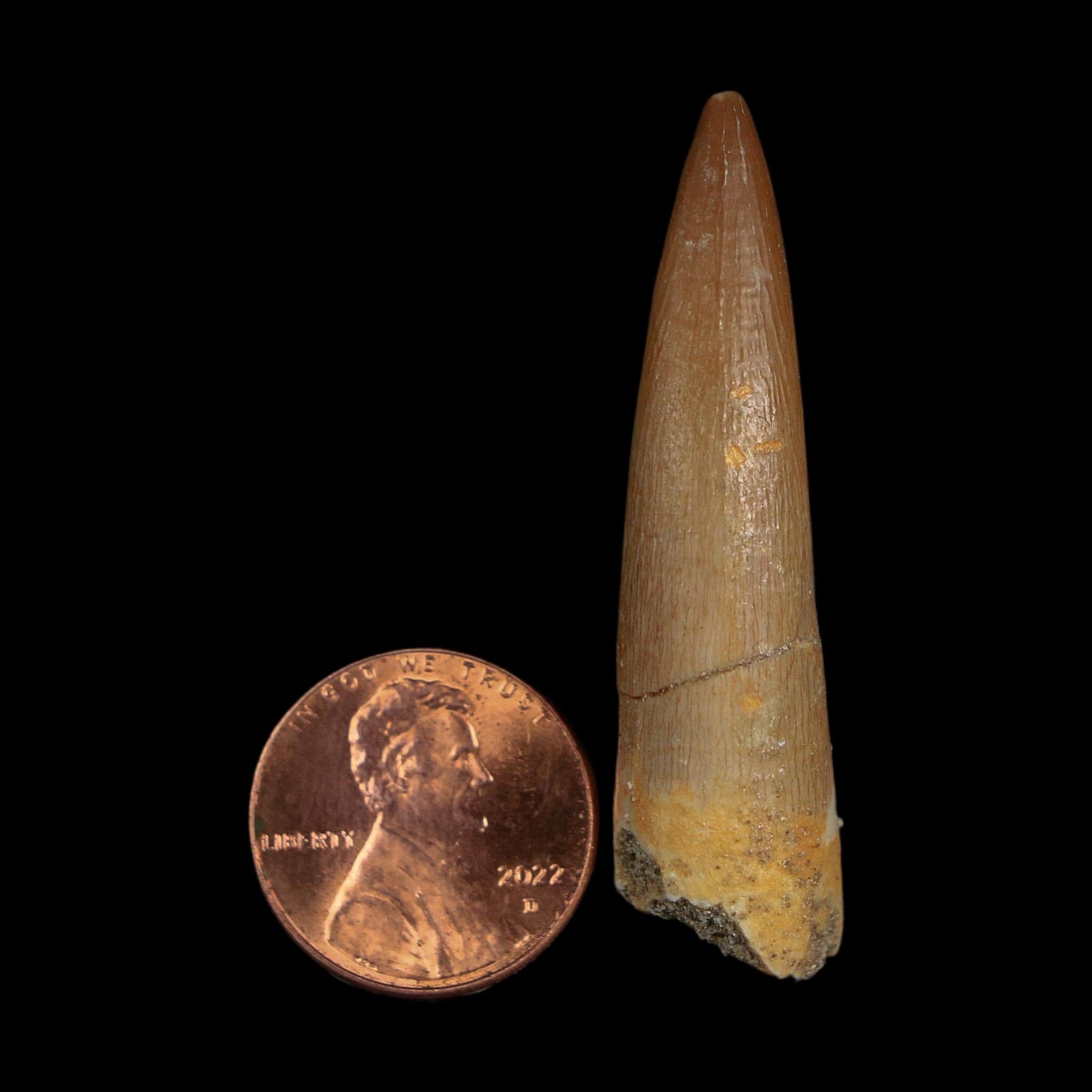 1.9" Plesiosaur Zarafasaura Tooth Fossil Cretaceous Dinosaur Era COA, Stand