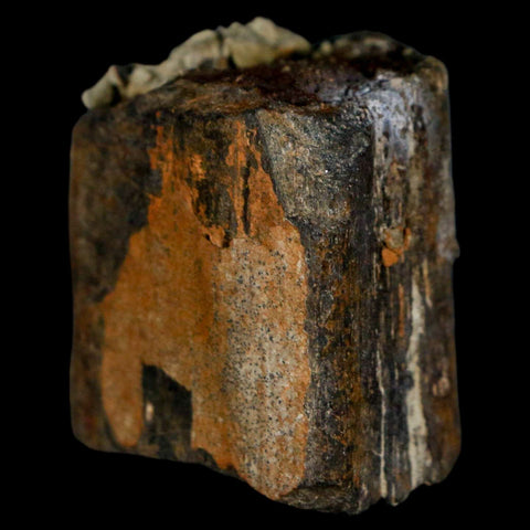 1.8" Stegosaurus Fossil Limb Bone Morrison FM Wyoming Jurassic Age Dinosaur COA - Fossil Age Minerals
