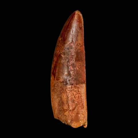 XL 3.4" Carcharodontosaurus Serrated Fossil Tooth Cretaceous Theropod Dinosaur COA - Fossil Age Minerals