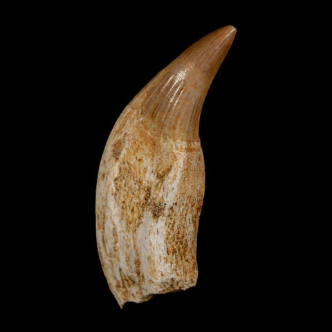 1.8" Mosasaur Platecarpus Fossil Tooth Rooted Cretaceous Dinosaur Era COA