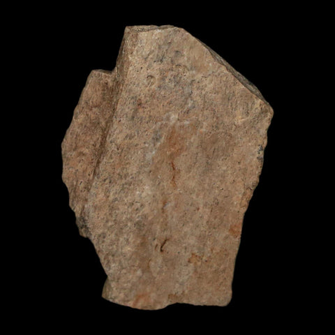 1" Tyrannosaurus Rex Fossil Bone Dinosaur Lance Creek Formation Wyoming COA - Fossil Age Minerals