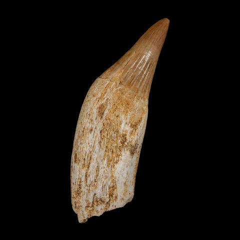 1.8" Mosasaur Platecarpus Fossil Tooth Rooted Cretaceous Dinosaur Era COA