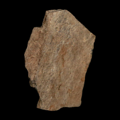 1" Tyrannosaurus Rex Fossil Bone Dinosaur Lance Creek Formation Wyoming COA - Fossil Age Minerals