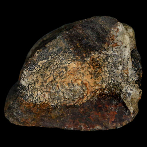 1.8" Stegosaurus Fossil Limb Bone Morrison FM Wyoming Jurassic Age Dinosaur COA - Fossil Age Minerals