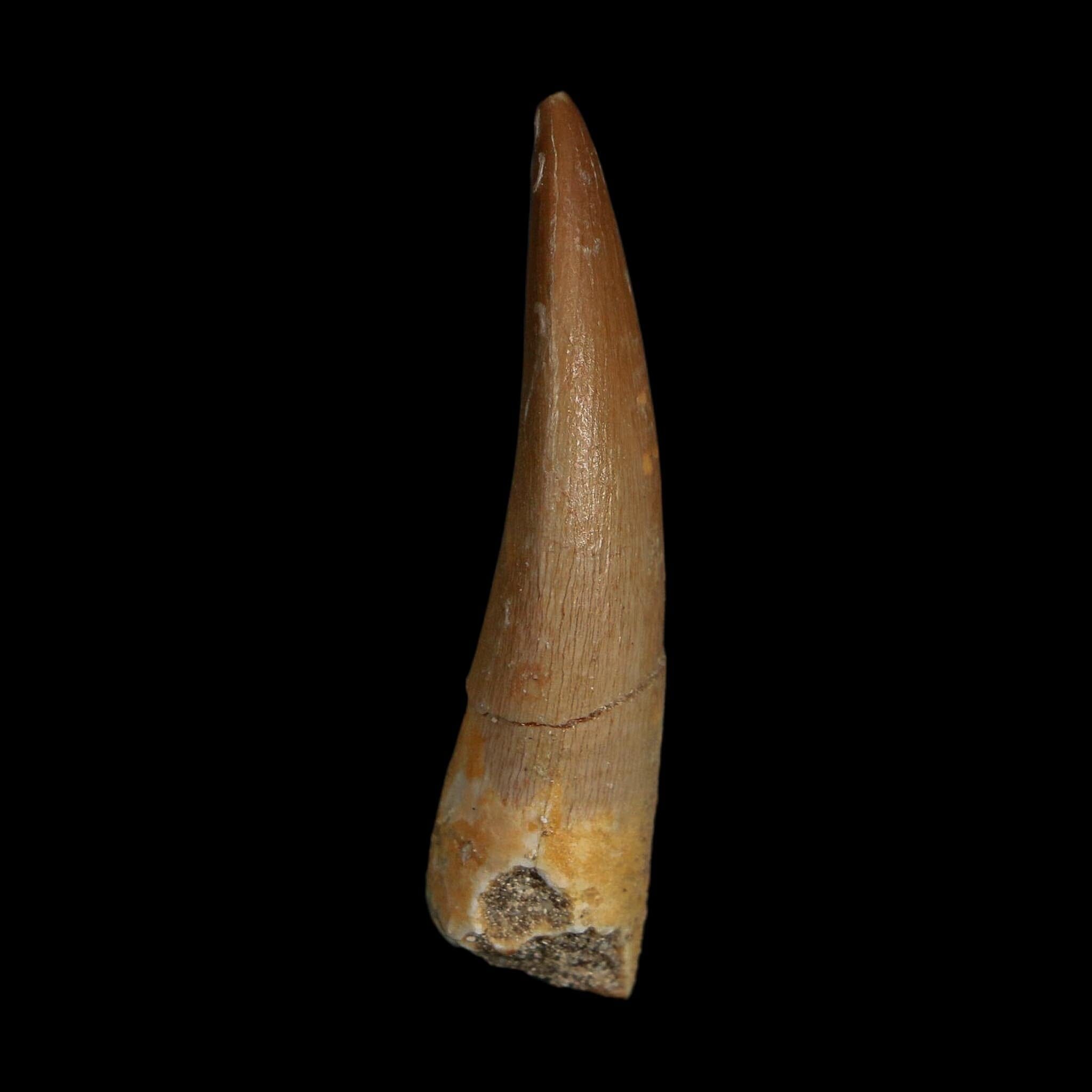1.9" Plesiosaur Zarafasaura Tooth Fossil Cretaceous Dinosaur Era COA, Stand