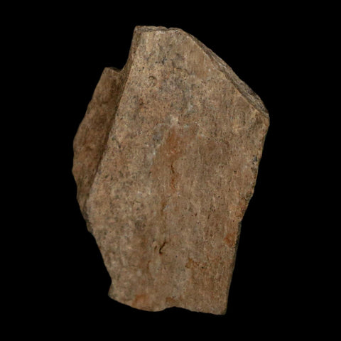 1" Tyrannosaurus Rex Fossil Bone Dinosaur Lance Creek Formation Wyoming COA - Fossil Age Minerals