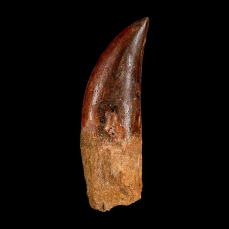 XL 3" Carcharodontosaurus Serrated Fossil Tooth Cretaceous Theropod Dinosaur COA