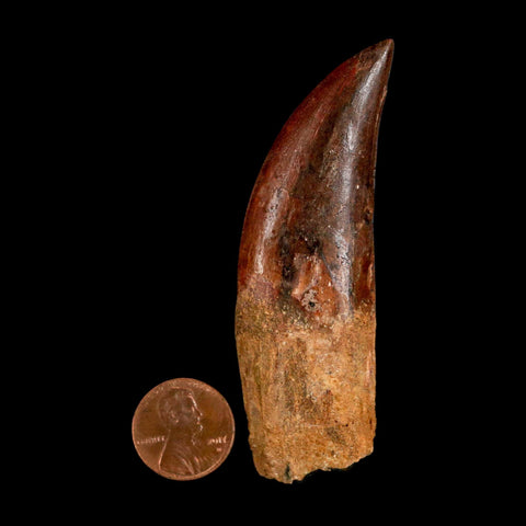 XL 3" Carcharodontosaurus Serrated Fossil Tooth Cretaceous Theropod Dinosaur COA - Fossil Age Minerals