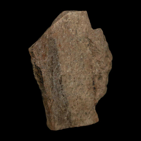 1" Tyrannosaurus Rex Fossil Bone Dinosaur Lance Creek Formation Wyoming COA - Fossil Age Minerals