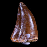 XL 2" Mosasaur Prognathodon Fossil Tooth Cretaceous Dinosaur Era COA & Stand