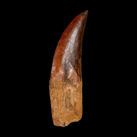 XL 3" Carcharodontosaurus Serrated Fossil Tooth Cretaceous Theropod Dinosaur COA - Fossil Age Minerals