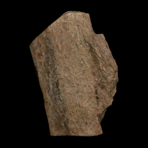 1" Tyrannosaurus Rex Fossil Bone Dinosaur Lance Creek Formation Wyoming COA - Fossil Age Minerals