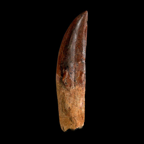 XL 3" Carcharodontosaurus Serrated Fossil Tooth Cretaceous Theropod Dinosaur COA - Fossil Age Minerals