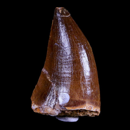XL 2" Mosasaur Prognathodon Fossil Tooth Cretaceous Dinosaur Era COA & Stand