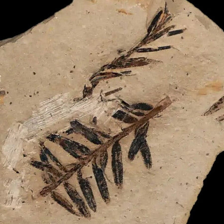 1" Detailed Fossil Plant Leafs Metasequoia Dawn Redwood Oligocene Age MT COA